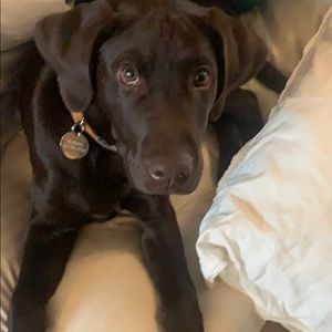 Meet your Posher, Ryan